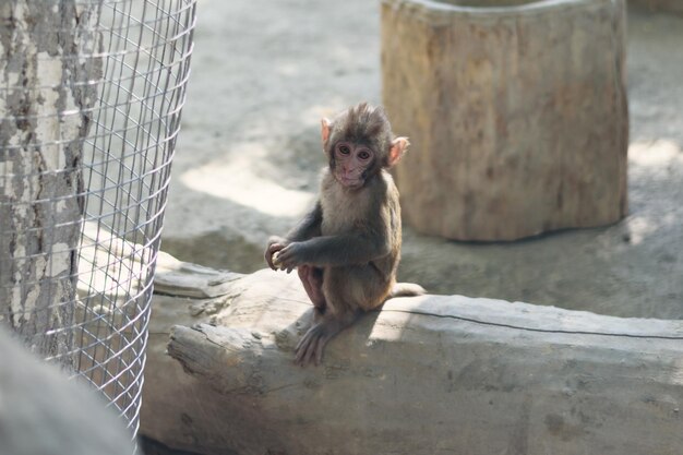 Mała małpa siedzi na gałęzi drzewa w zoo