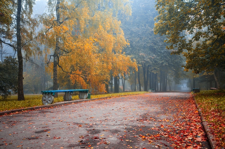 Zdjęcie mała mgła jest jesienią w centralnym parku