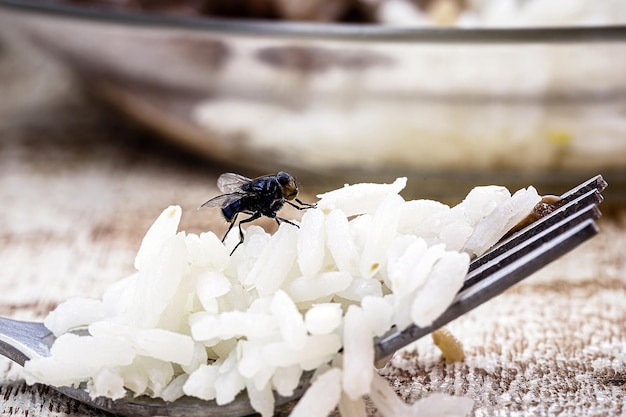 mała mucha domowa czarna mucha na jedzeniu i śmieciach owady w domu infestacja obrzydliwy owad