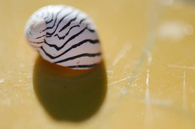 Mała muszla ślimaka z czarno-białymi paskami nad żółtym stołem w Juan Lacaze Colonia Urugwaj