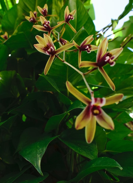 Mała orchidea wyrastająca z liściastej zielonej łodygi.