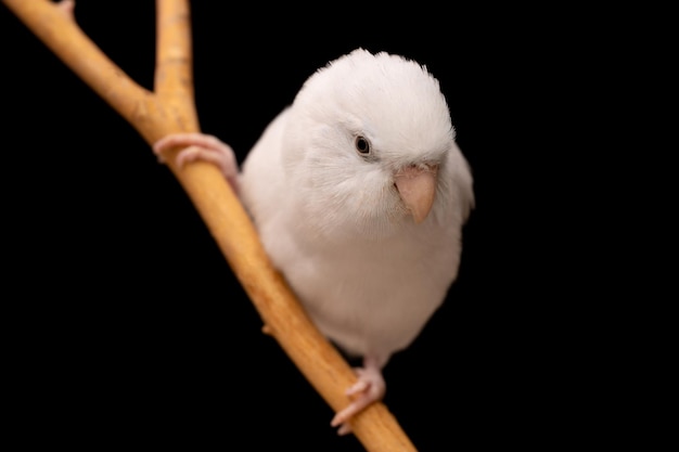 Zdjęcie mała papuga papuga biała forpus ptak pacyfiku papuga spoczywa na gałęzi
