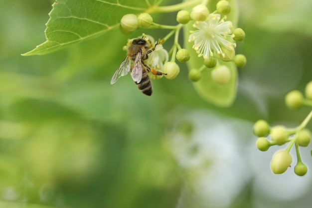 mała piękna pszczoła na kwiat lipy w ogrodzie
