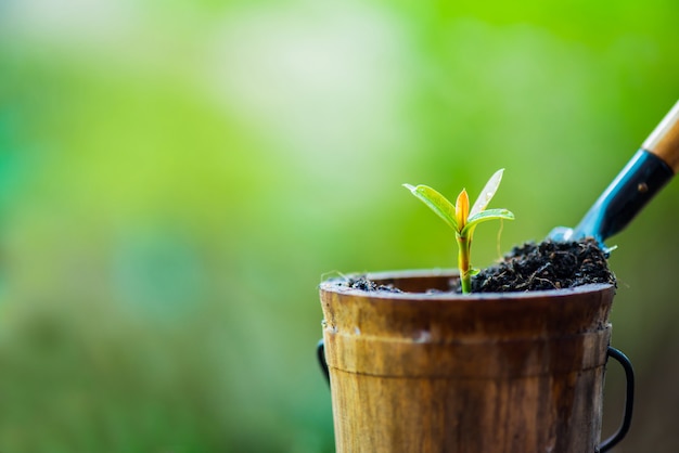 Mała Roślina Rosnąca W Ogrodzie. świeży Początek Dnia. Oszczędzaj środowisko I Nową Koncepcję życia Transformacji