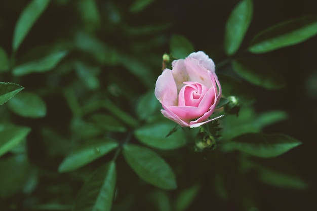 Mała różowa róża w zielonym ogrodzie.