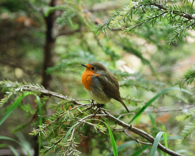 Mała Ruffled Robin Chick