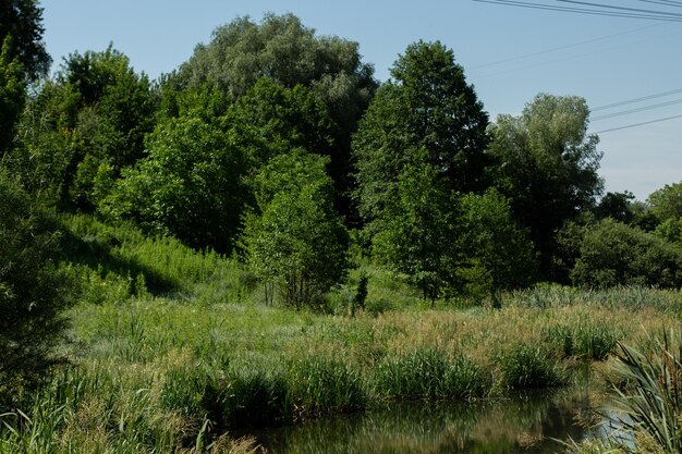 Mała rzeka wśród krzewów i drzew