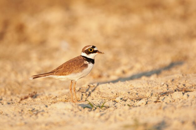 Mała sieweczka w pięknym świetle. Charadrius dubius.