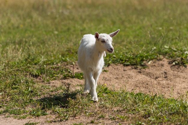 Mała słodka koza bawiąca się w naturze latem