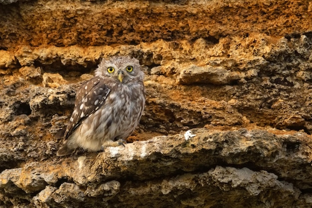 Mała sowa lub athene noctua siedząca na skale