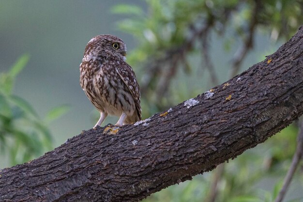 mała sowa lub sowa Minerwy (Athene noctua) Malaga, Hiszpania