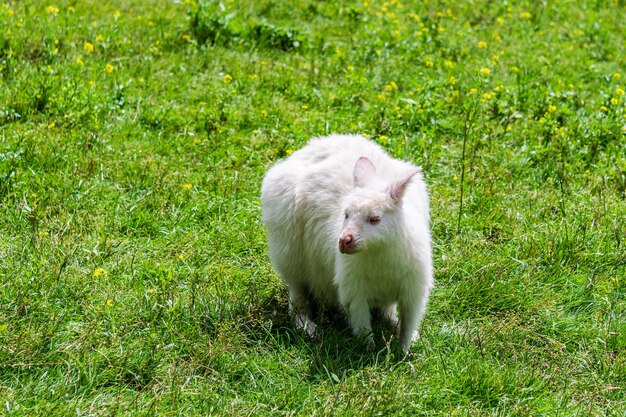 Mała walabia albinos na zielonym polu zwierząt gospodarskich