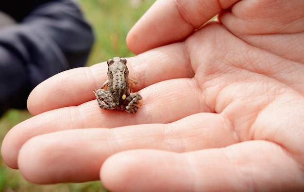 Mała żaba na ręce człowieka