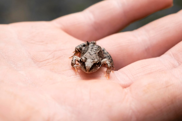 Mała żaba na ręce człowieka