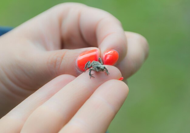 Mała żaba w rękach kobiet.