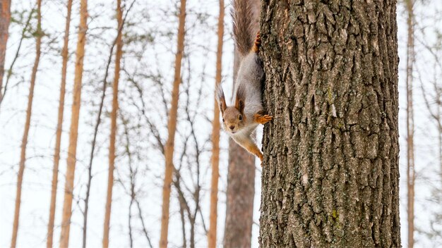 Mała zabawna wiewiórka w parku wygląda zza pnia drzewa