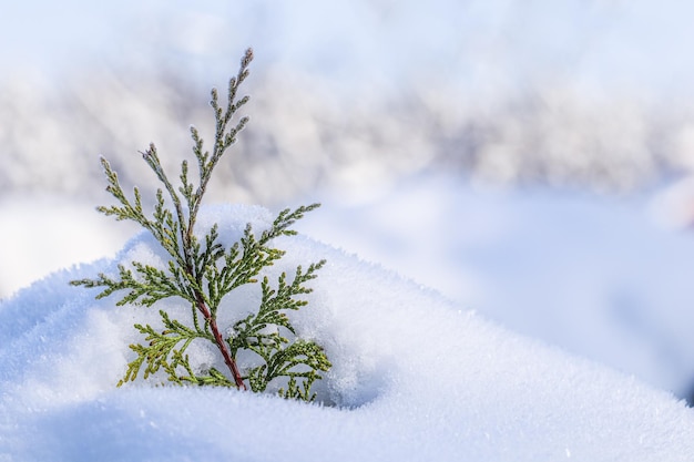 Mała zamrożona gałąź tuja w śniegu Naturalna zima i Boże Narodzenie w tle