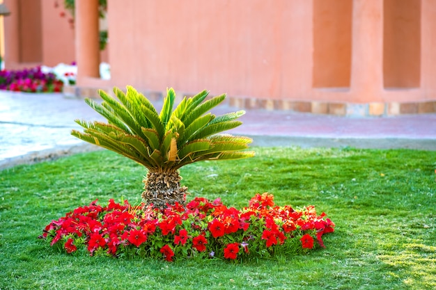 Mała zielona palma otoczona jasnymi kwitnącymi kwiatami