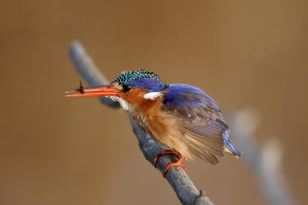 Zdjęcie malachite kingfisher alcedo cristata pojedynczy ptak na oddziale południowa afryka