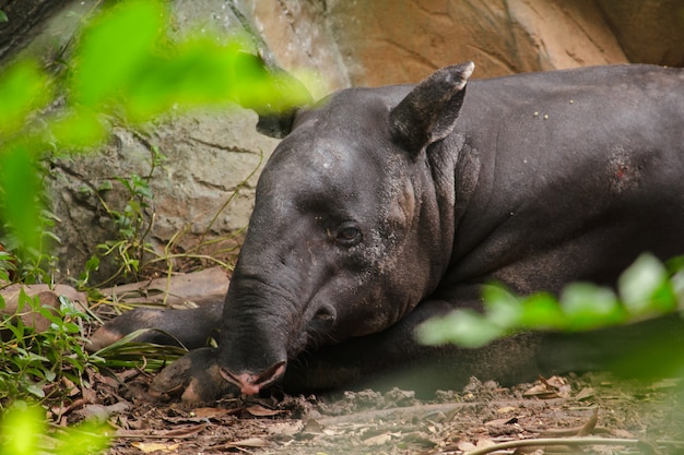 Malajski tapir śpi na ziemi