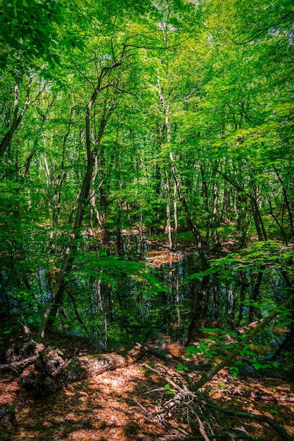 Małe bagno w zielonym lesie