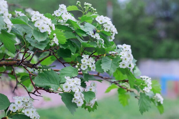 Małe białe kwiaty głogu kwitną na wiosnę