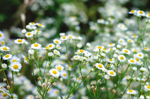 Małe białe kwiaty stokrotki