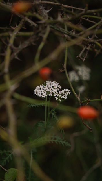 Małe białe kwiaty w krzaku