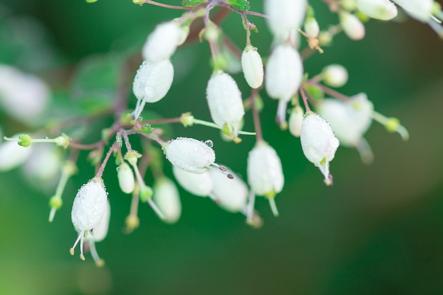 Małe białe kwiaty w tropikalnych lasach Tajlandii