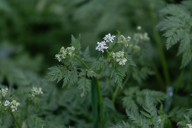 Małe białe kwiaty zielone liście Anthriscus sylvestris deszcz