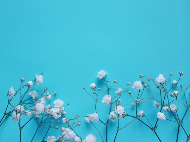 Małe białe piękne kwiaty, kompozycja na niebieskim tle. Kwiaty łyszczec