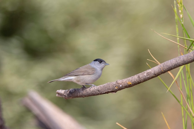 Male blackcap Sylvia atricapilla Malaga Hiszpania