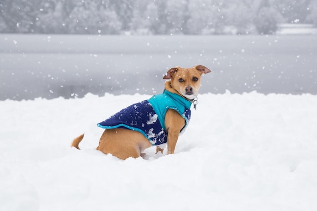 Małe Chihuahua bawiące się na śniegu