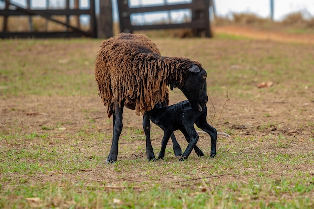 Małe czarne owieczki spotykają się z matką po zgubieniu się