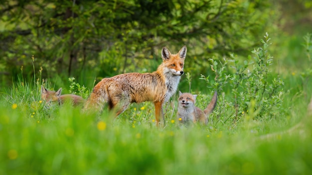 Małe czerwone lisy młode bawiące się wokół ich matki ochronne na zielonej łące