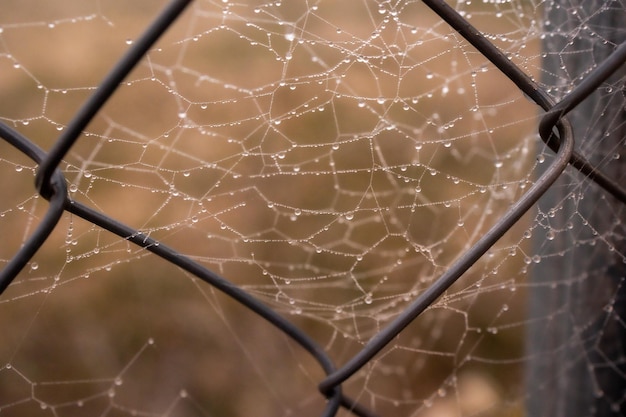 Małe delikatne krople wody na pająkowej sieci w zbliżeniu w mglisty dzień
