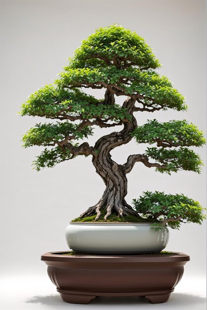 Małe doskonałe Bonsai na białym tle