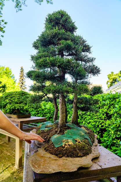 Małe drzewko bonsai uprawiane na zewnątrz w bujnym orientalnym ogrodzie