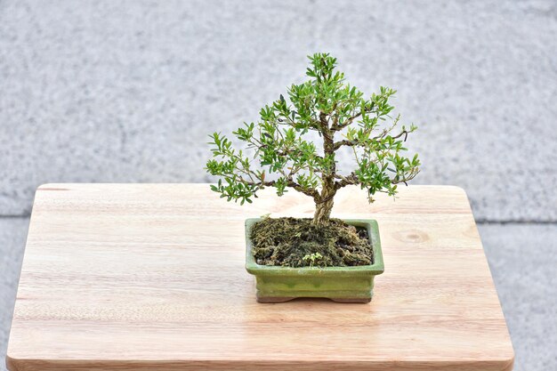 Małe drzewko bonsai w zielonej doniczce na drewnianym stole.