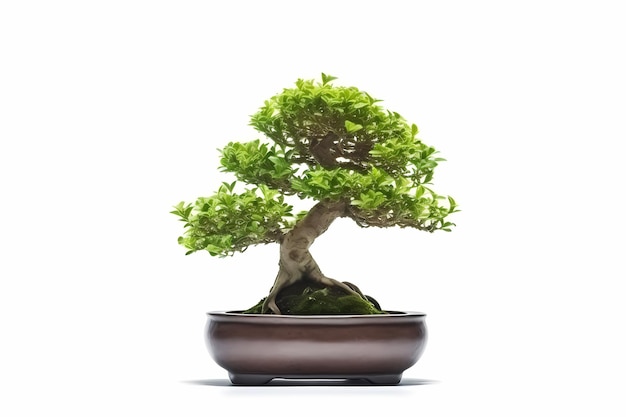 Małe drzewo bonsai na białym tle