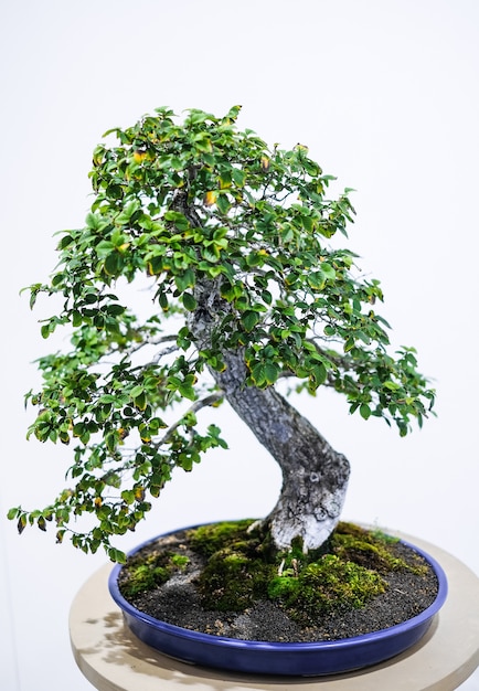 Małe Drzewo Bonsai W Doniczce