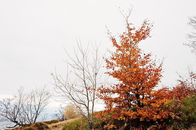 Małe drzewo bukowe z czerwonymi liśćmi w jesiennych górach