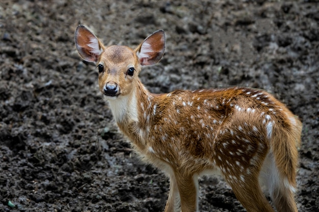 Małe dziecko jelenia w zoo