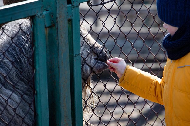 Zdjęcie małe dziecko karmiące kozę w kontakcie z zoo