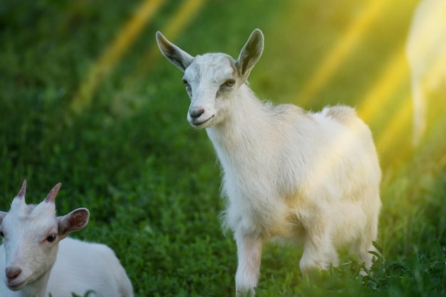 Małe dziecko koza w ciepły wiosenny dzień Kozy z dzieciństwa na farmie Piękna koza pozuje