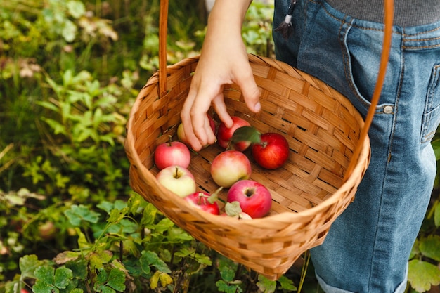 Małe dziecko wybiera i wkłada do koszyka świeże, soczyste jabłka organiczne