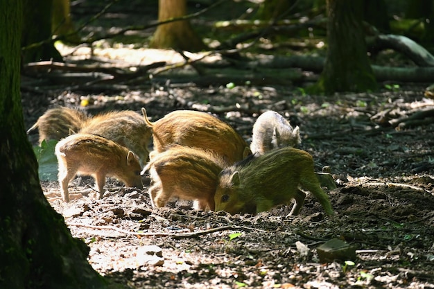 Małe dzikie prosięta w lesie Zwierzęta na dzikim naturalnym kolorowym tle