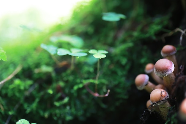 Małe grzyby makro/naturalny las, silny wzrost trujących grzybów pleśni