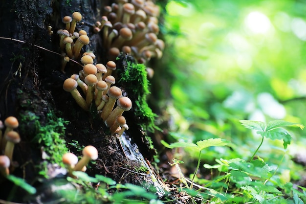 Małe Grzyby Makro / Naturalny Las, Silny Wzrost Trujących Grzybów Pleśni