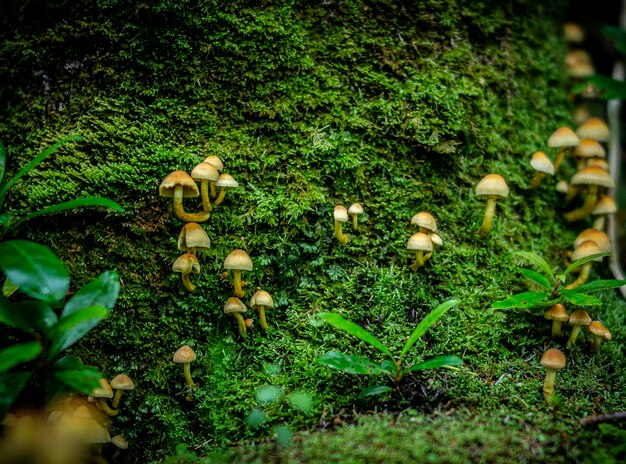 Małe grzyby na mchu w Killarney w Irlandii